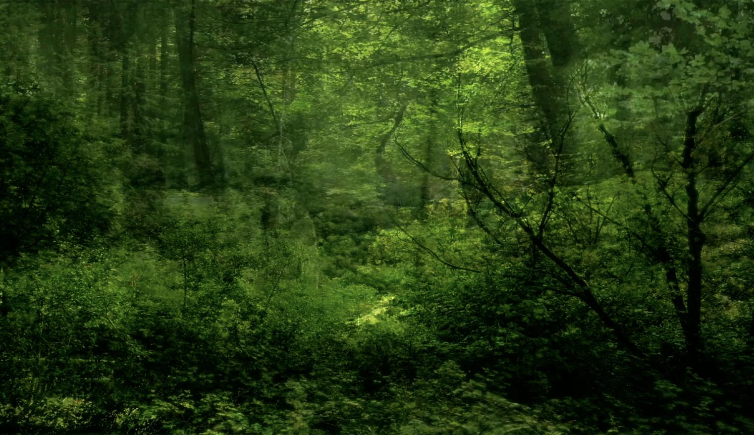 Whispering Woods,
 2016,
 Ernst Thoma
